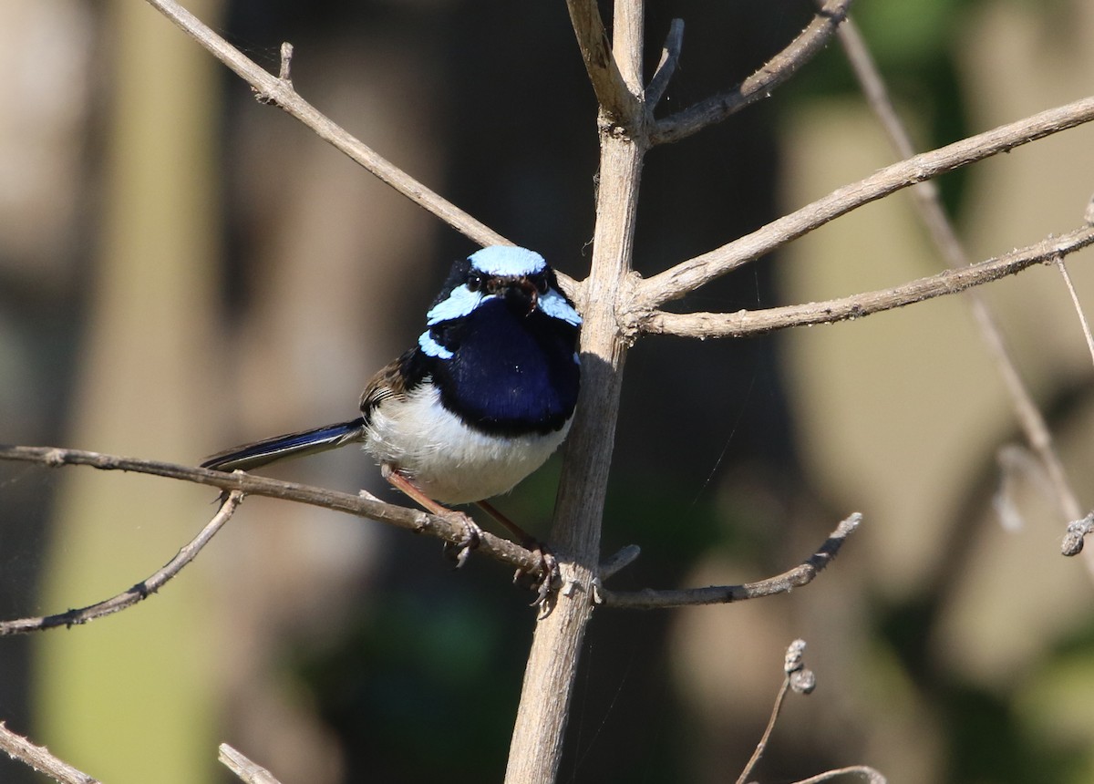 Superb Fairywren - ML67617021