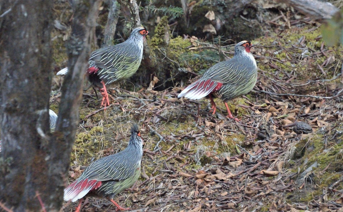 Kanlı Sülün - ML67617381