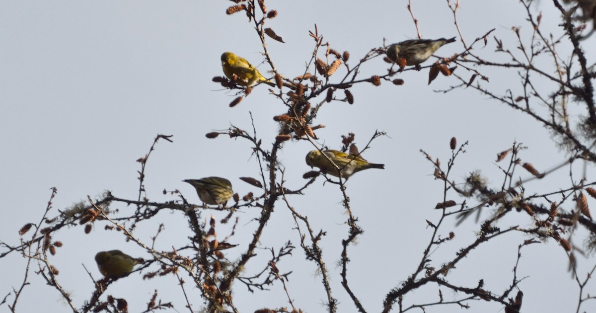 Tibet İsketesi - ML67617521