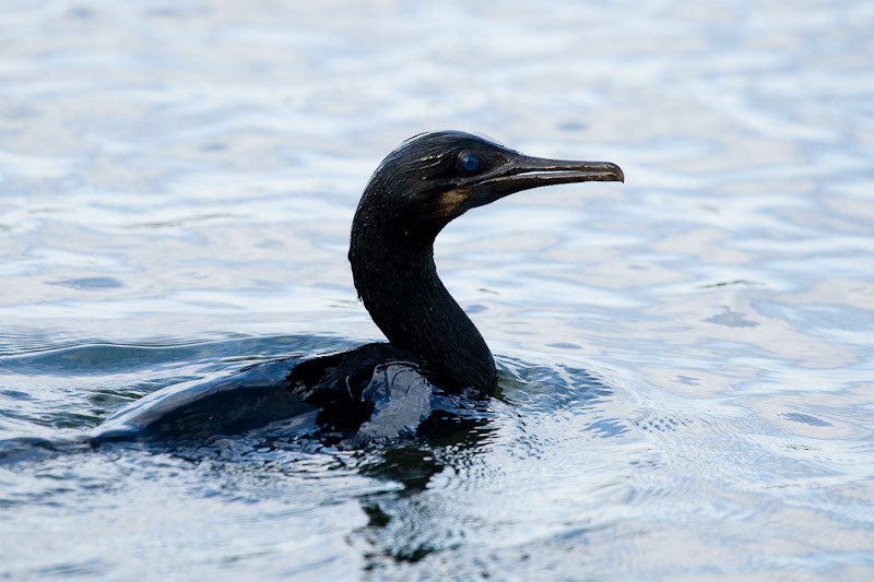 Brandt's Cormorant - ML67617611