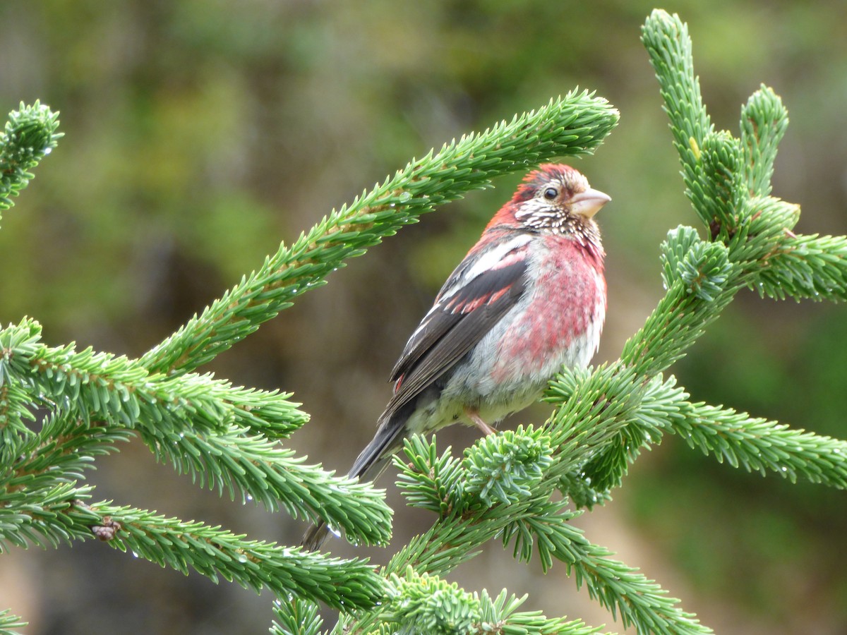 Three-banded Rosefinch - ML67617631