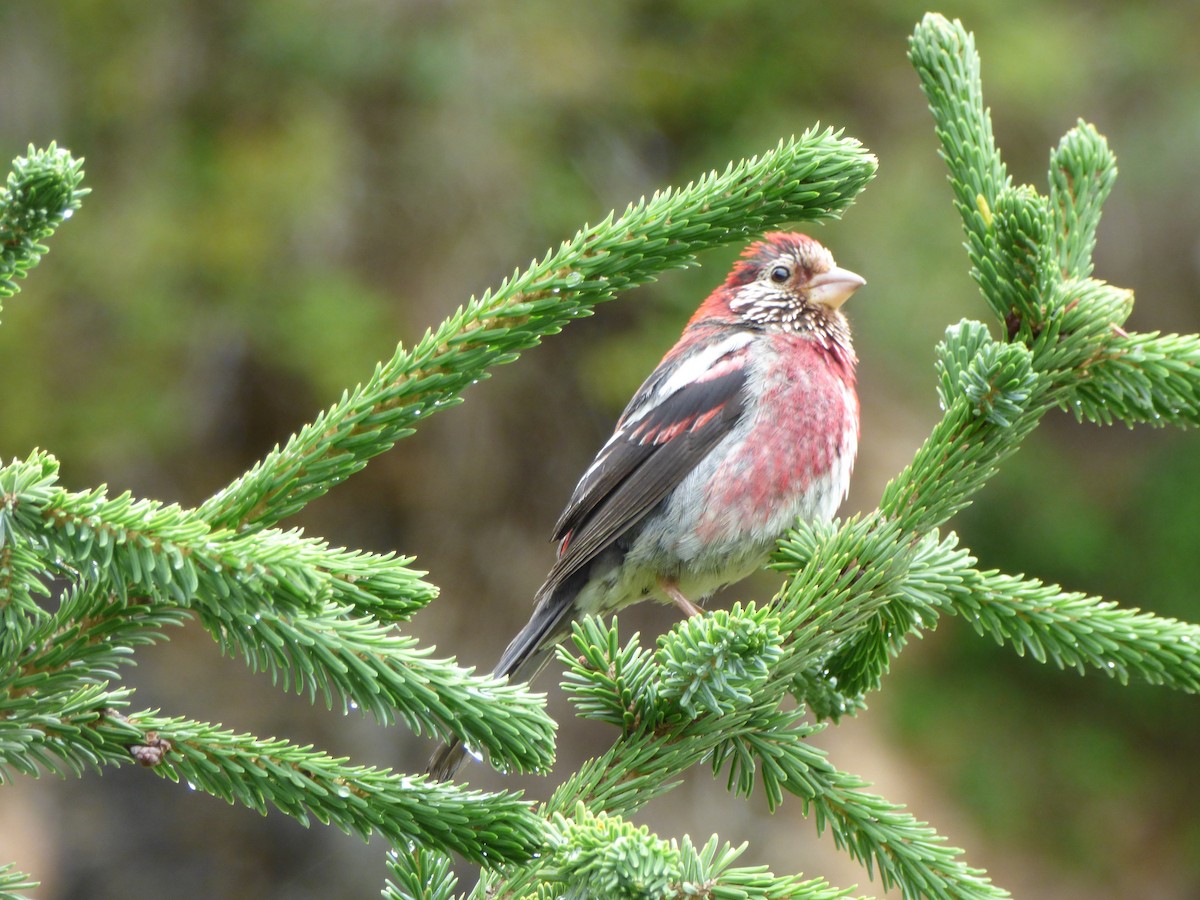 Three-banded Rosefinch - Philip Steiner