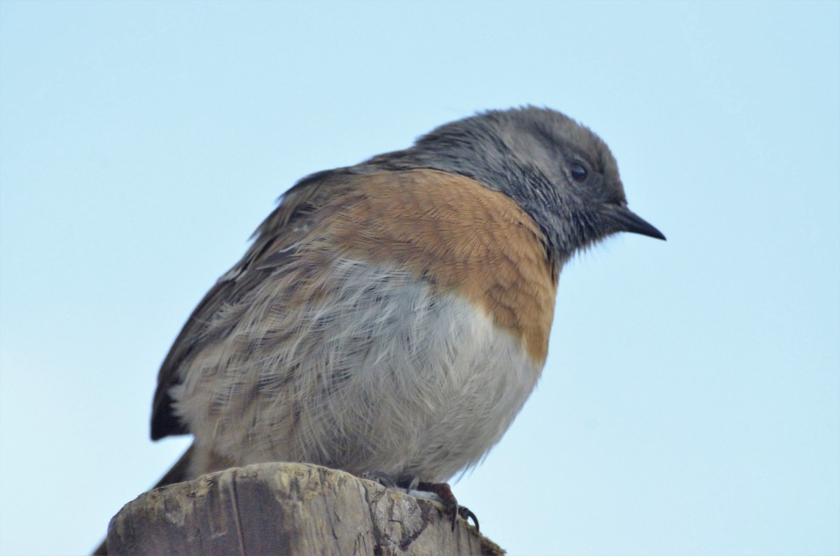 Robin Accentor - ML67617761