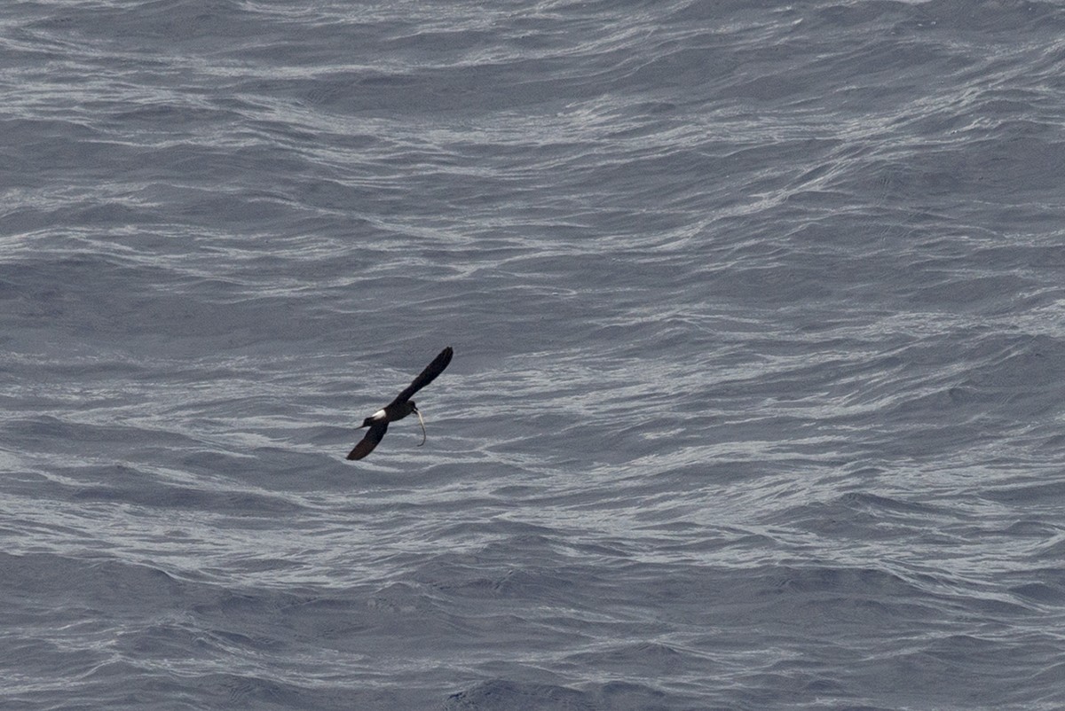 Band-rumped Storm-Petrel - Bernardo Alps