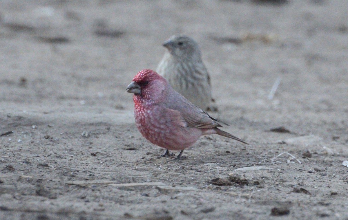 Great Rosefinch - ML67617931