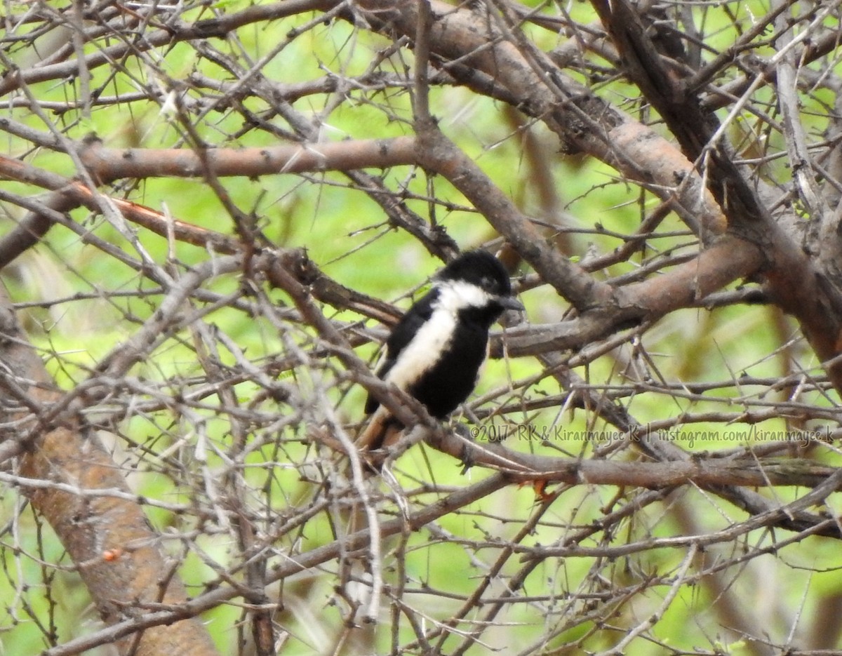 White-naped Tit - ML67618031