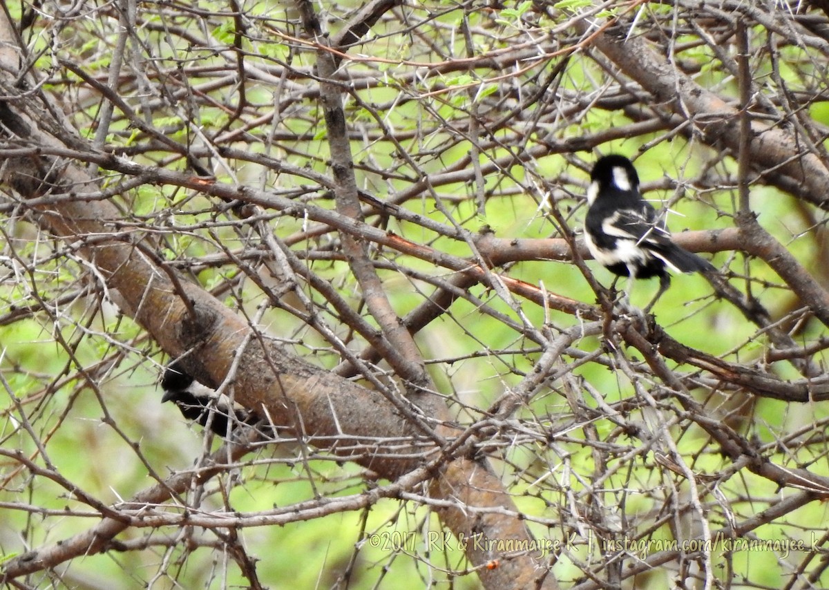 White-naped Tit - ML67618051