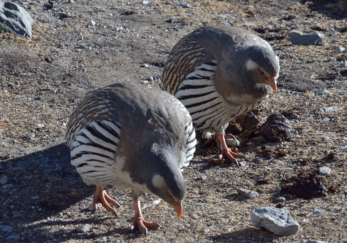 Tibetan Snowcock - ML67618331