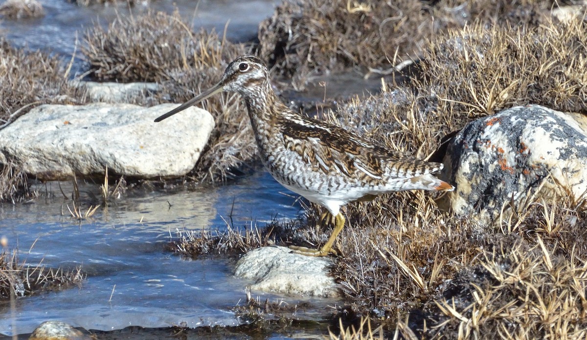 Solitary Snipe - ML67618671