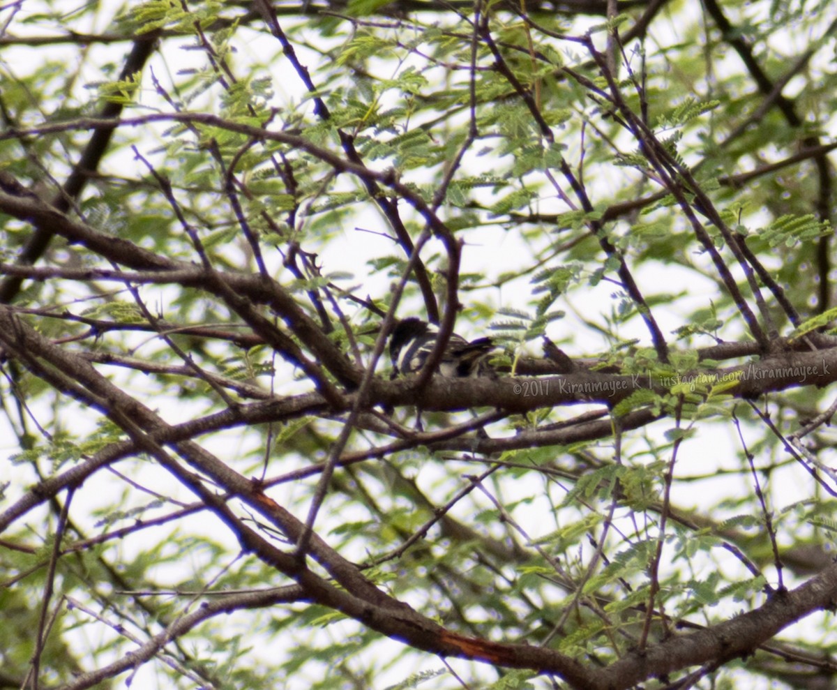 White-naped Tit - ML67618741