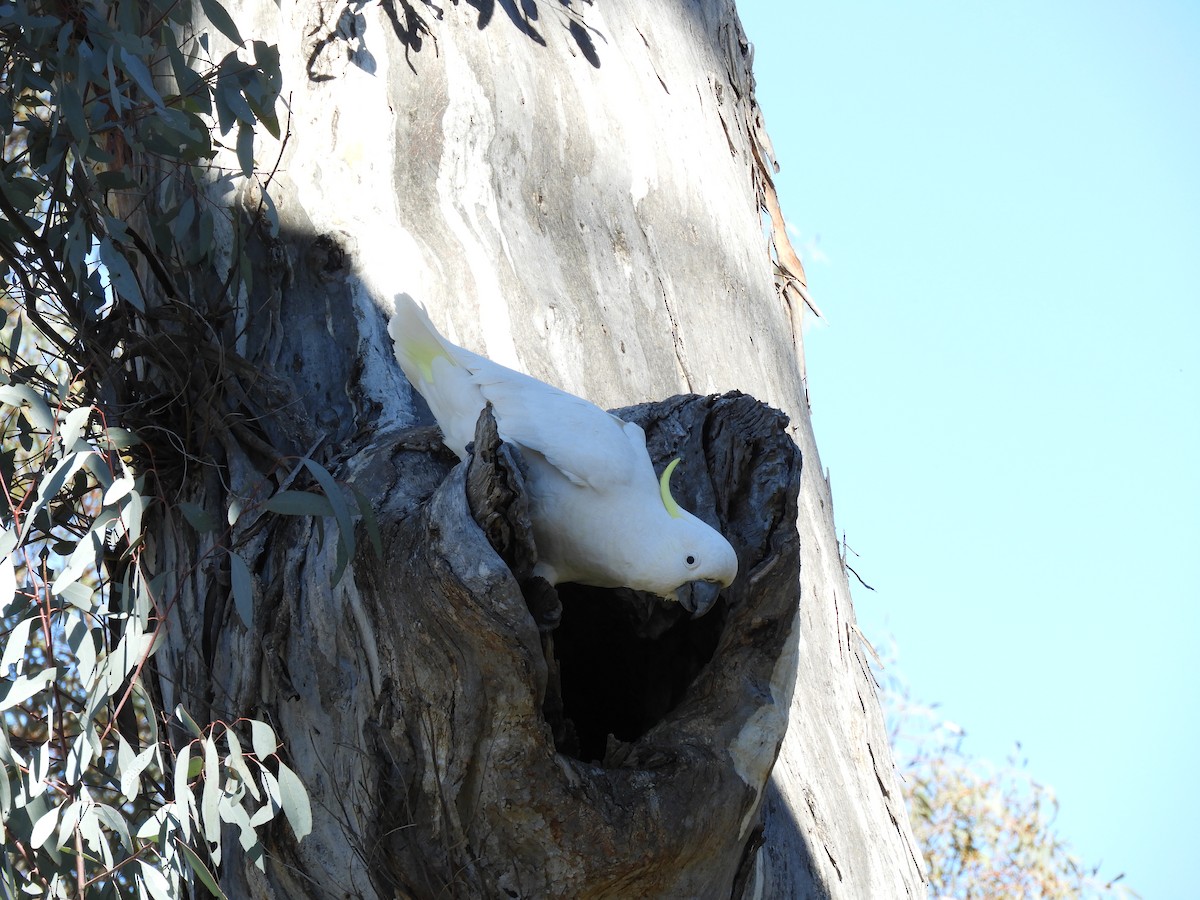 Cacatúa Galerita - ML67618891