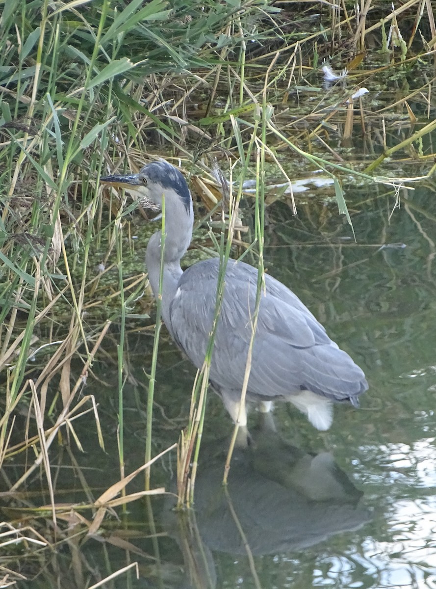 volavka popelavá (ssp. cinerea/jouyi) - ML67620611