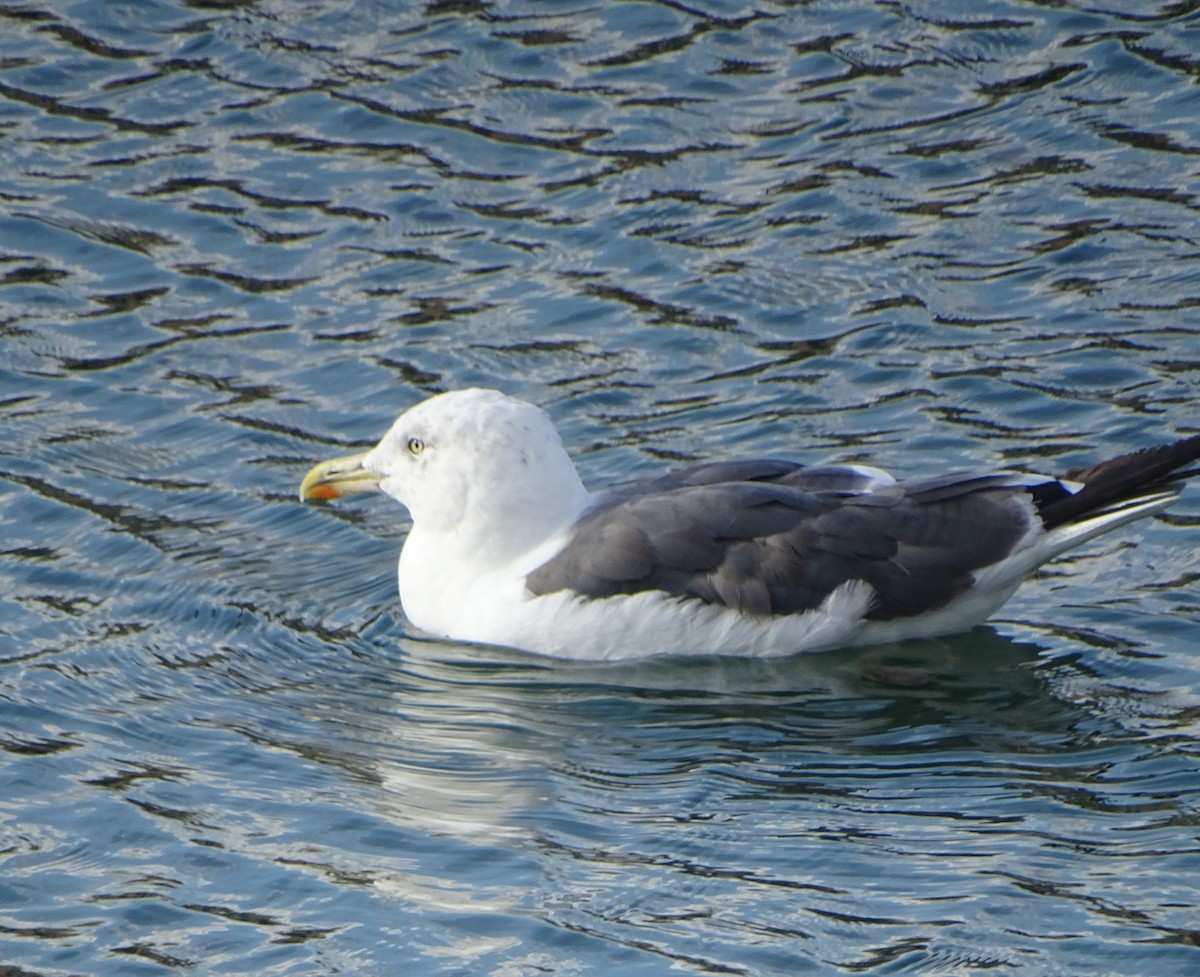 racek žlutonohý - ML67620711