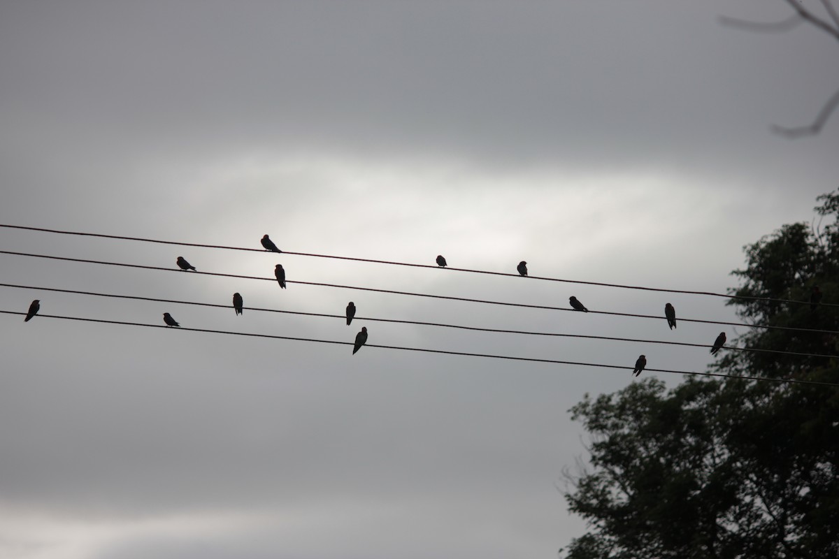 Hill Swallow - Koshy Philip