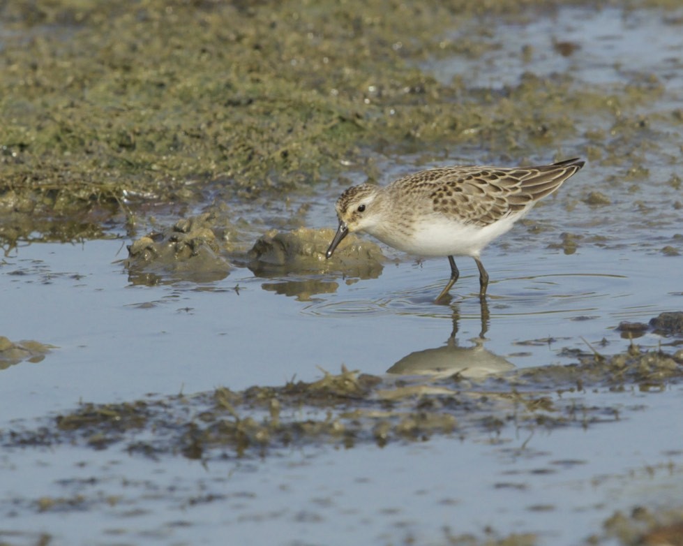 Semipalmated Sandpiper - ML67622701