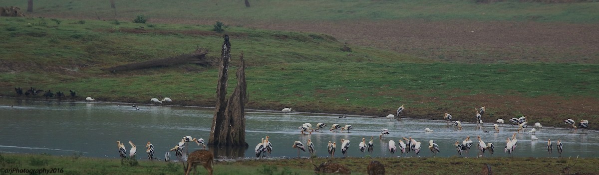 Painted Stork - ML67623711