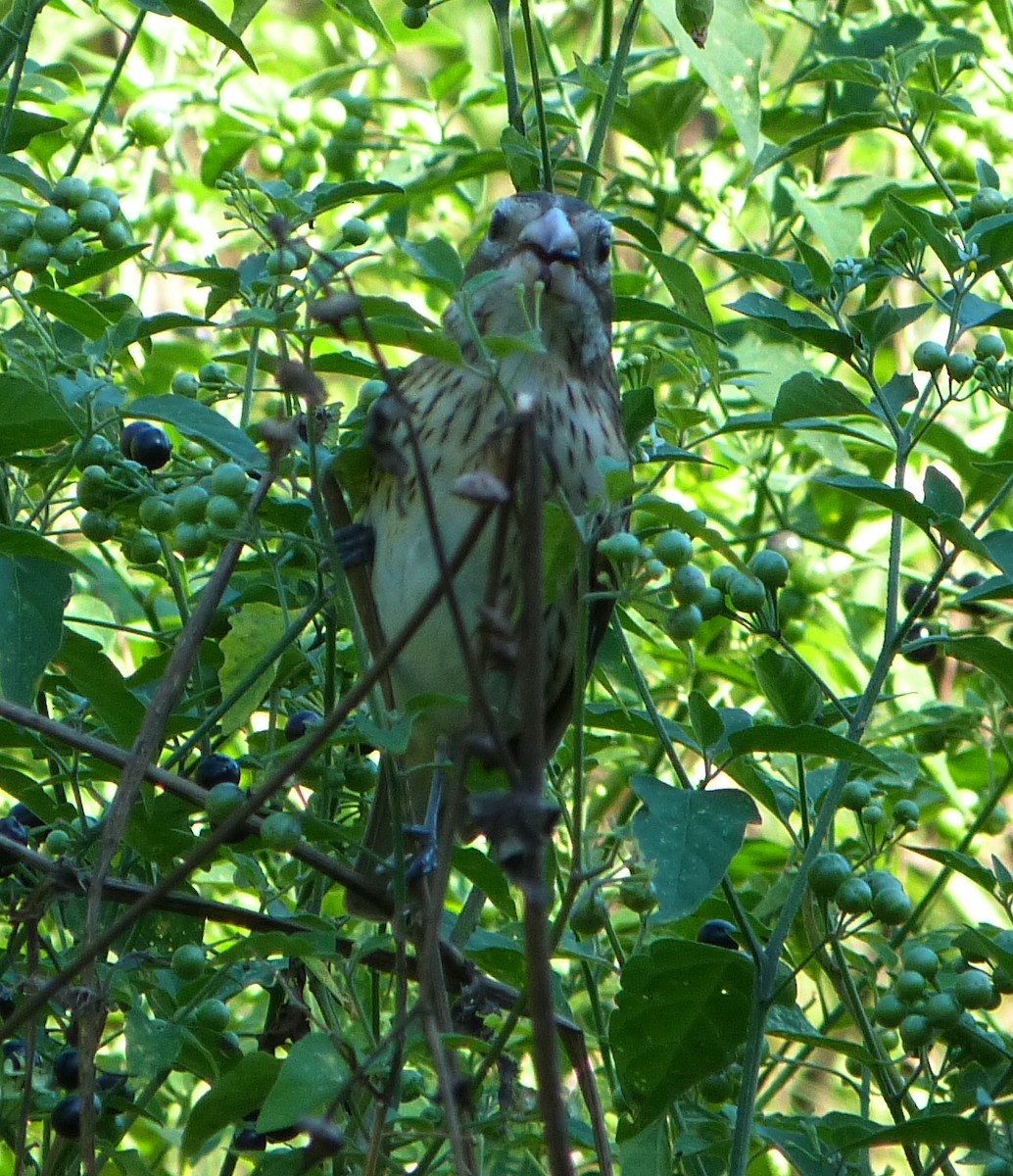 Cardinal à poitrine rose - ML67626261