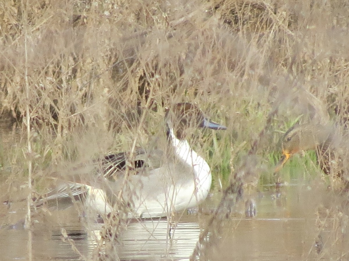 Northern Pintail - ML67634211