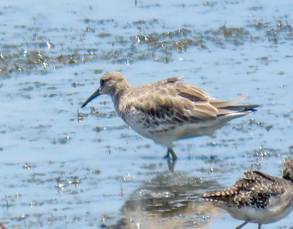 Great Knot - ML67634701