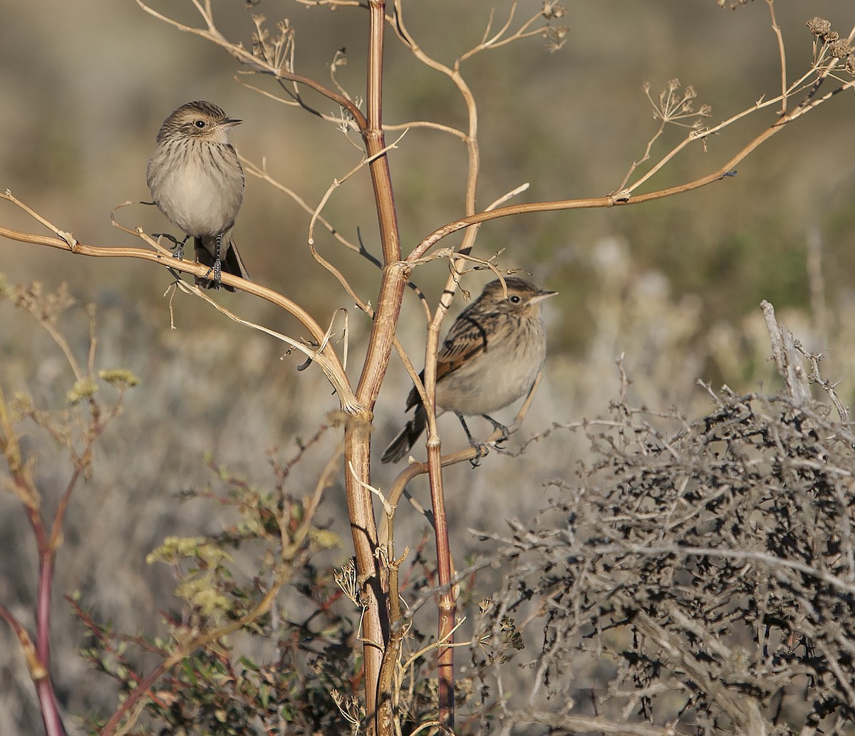 Spectacled Tyrant - ML67635581