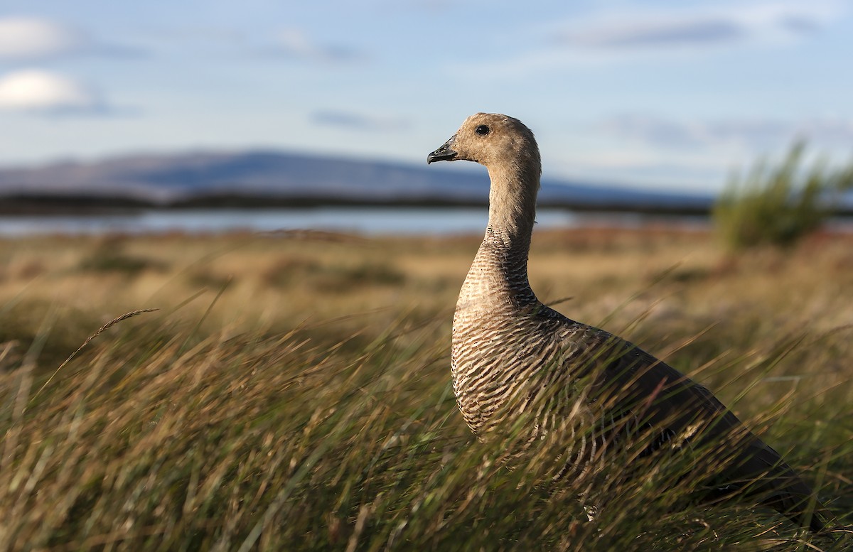 Upland Goose - ML67636001