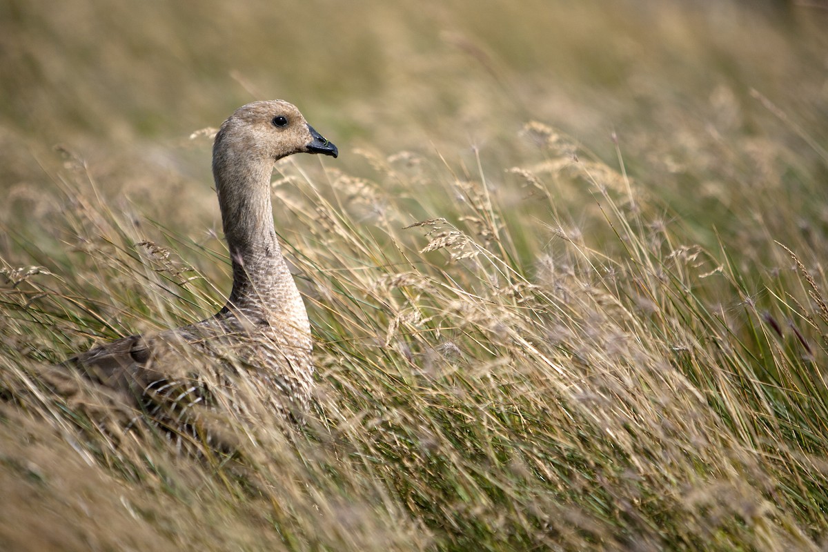 Upland Goose - ML67636071