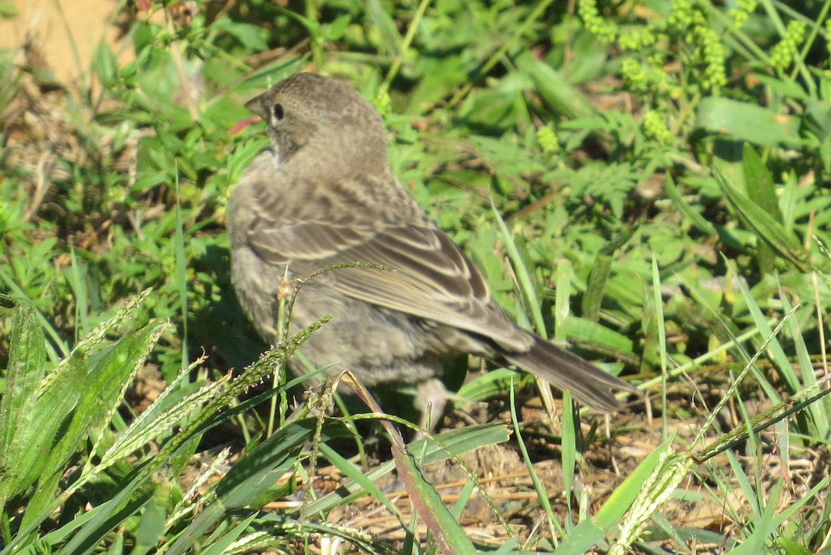 House Finch - ML67637231