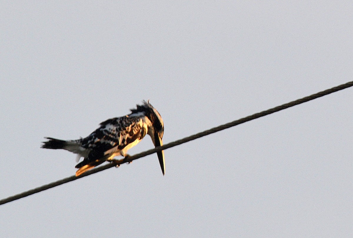 Pied Kingfisher - ML67637451