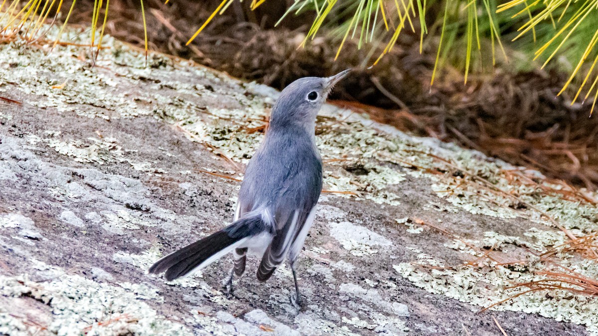 Blue-gray Gnatcatcher - ML67638121