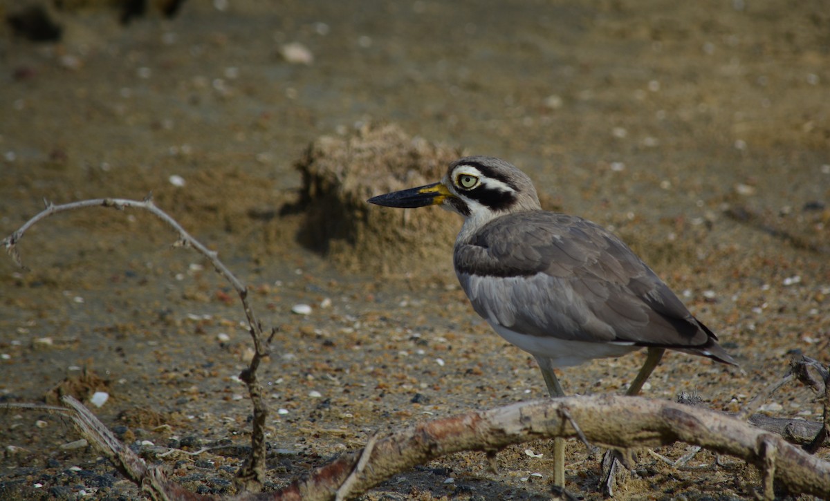 Great Thick-knee - ML67638631