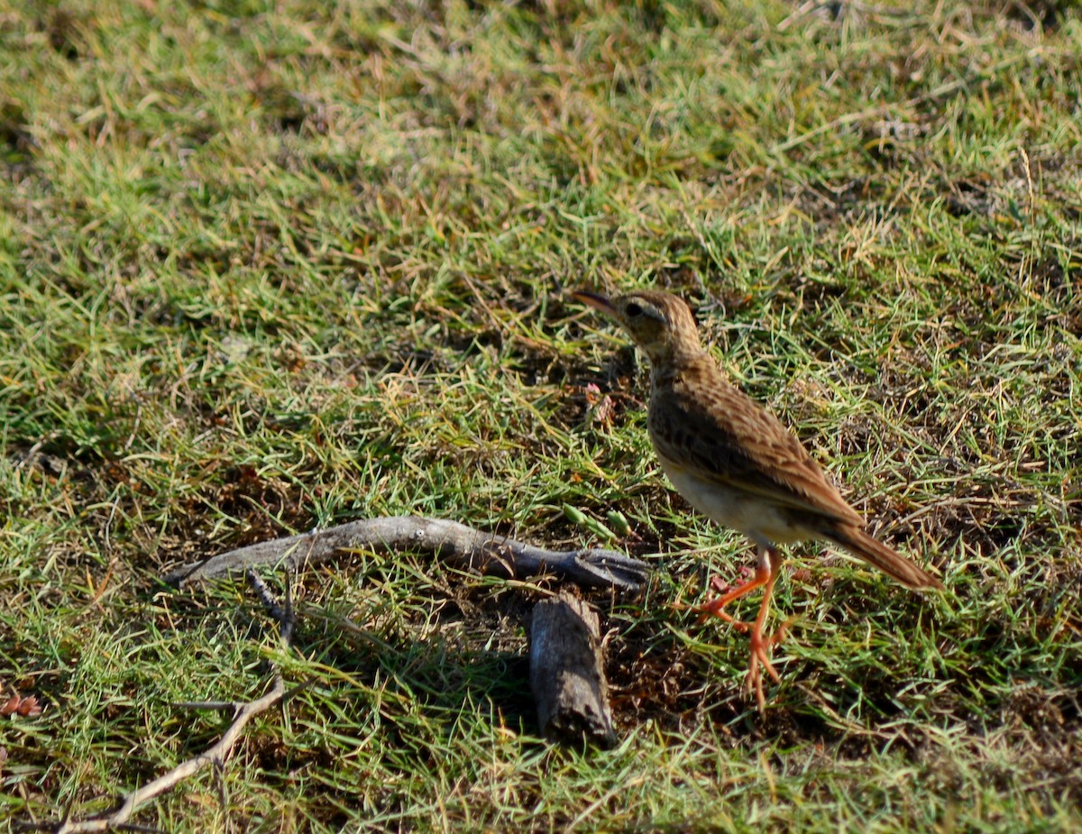 Paddyfield Pipit - ML67638871