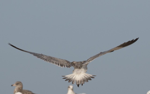 Caspian Tern - ML67639051