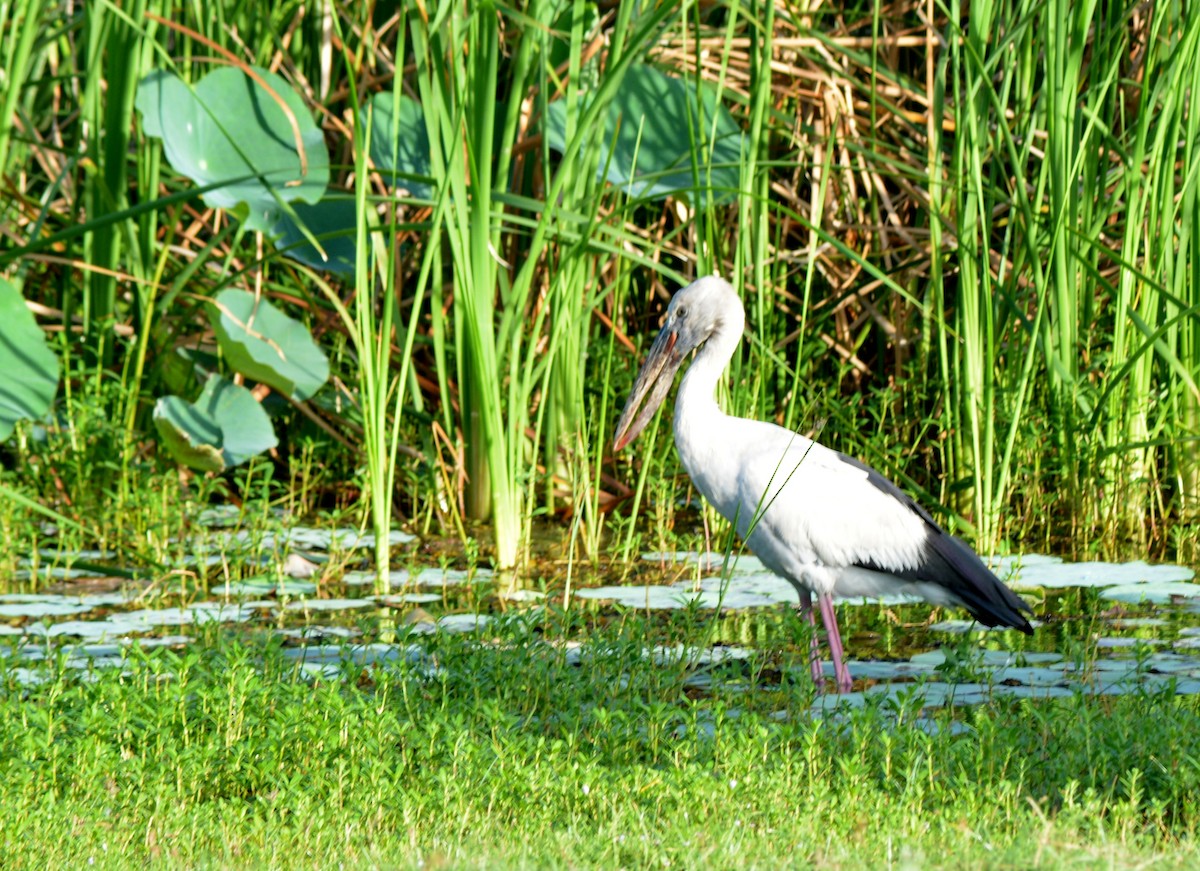 Asian Openbill - ML67639061