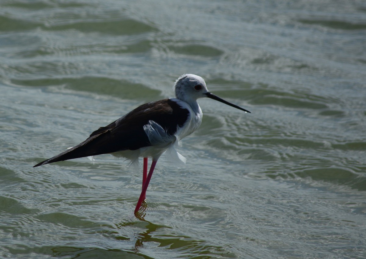 Black-winged Stilt - ML67639101