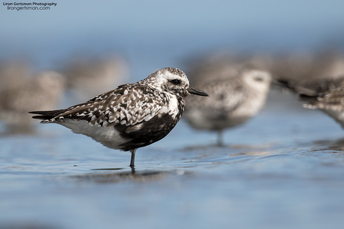 Black-bellied Plover - ML67639701