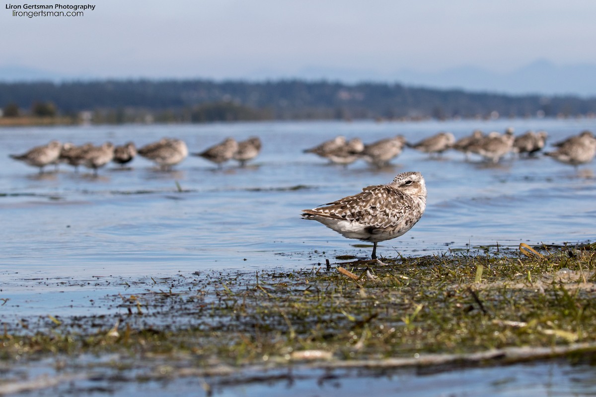 Black-bellied Plover - ML67639721