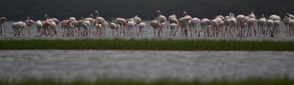 Greater Flamingo - Binara Athukorala