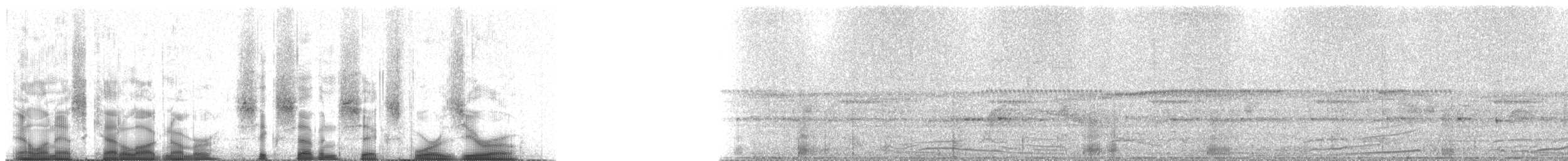 guan proměnlivý (ssp. granti) - ML67640