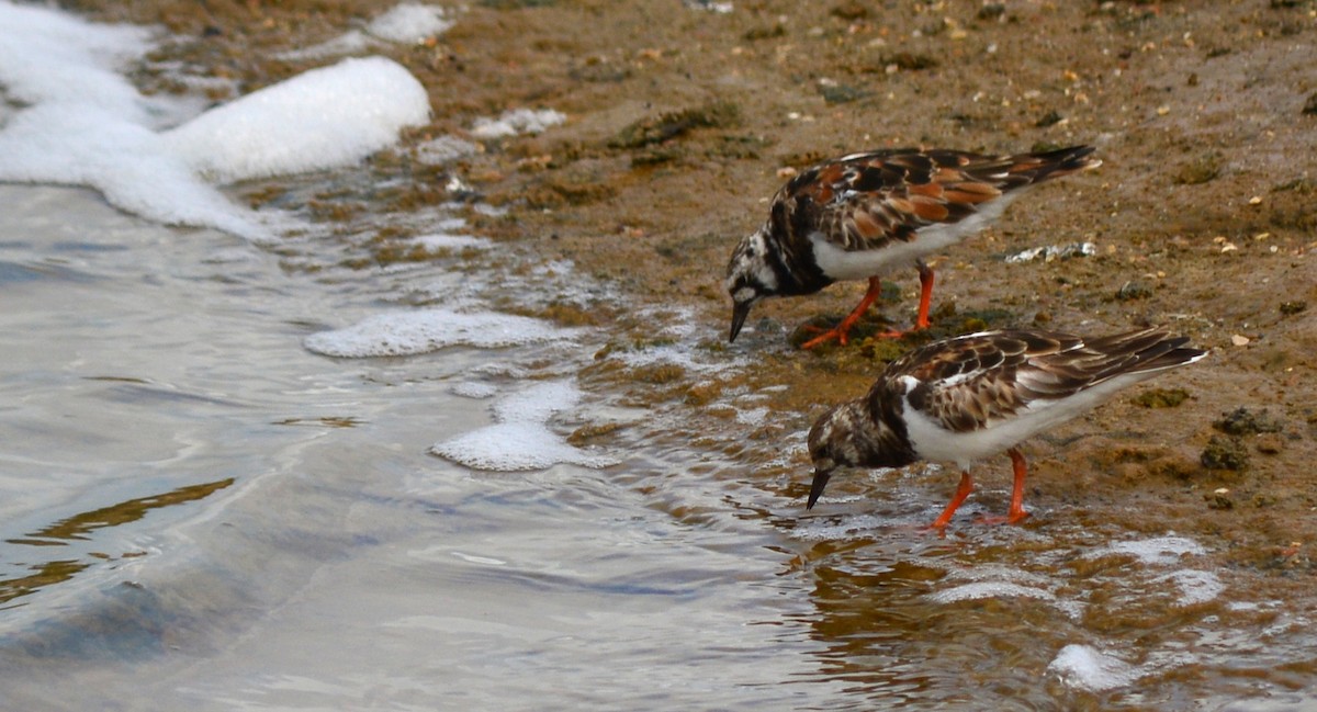 Ruddy Turnstone - ML67640911