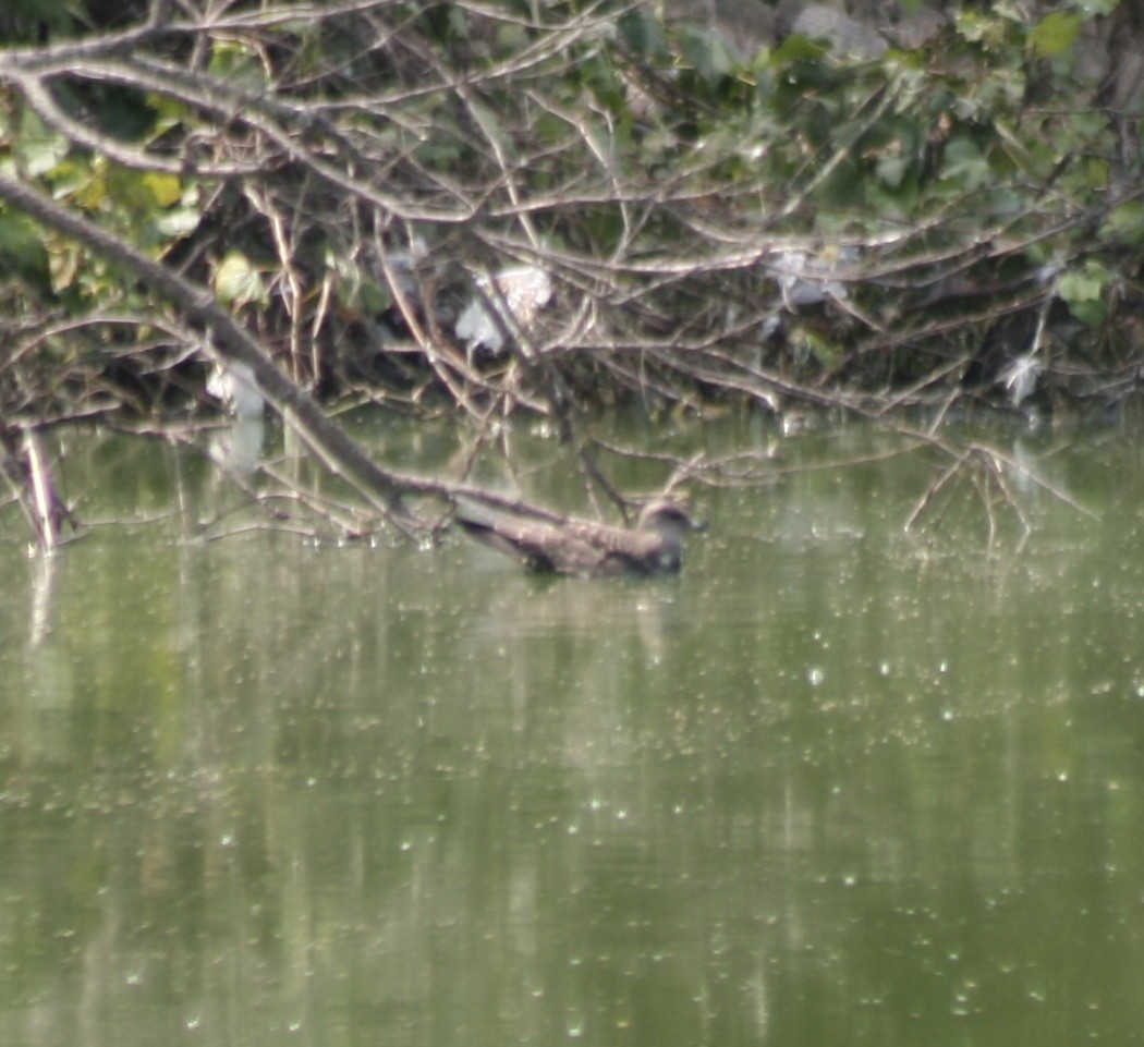 Long-tailed Jaeger - ML67642441