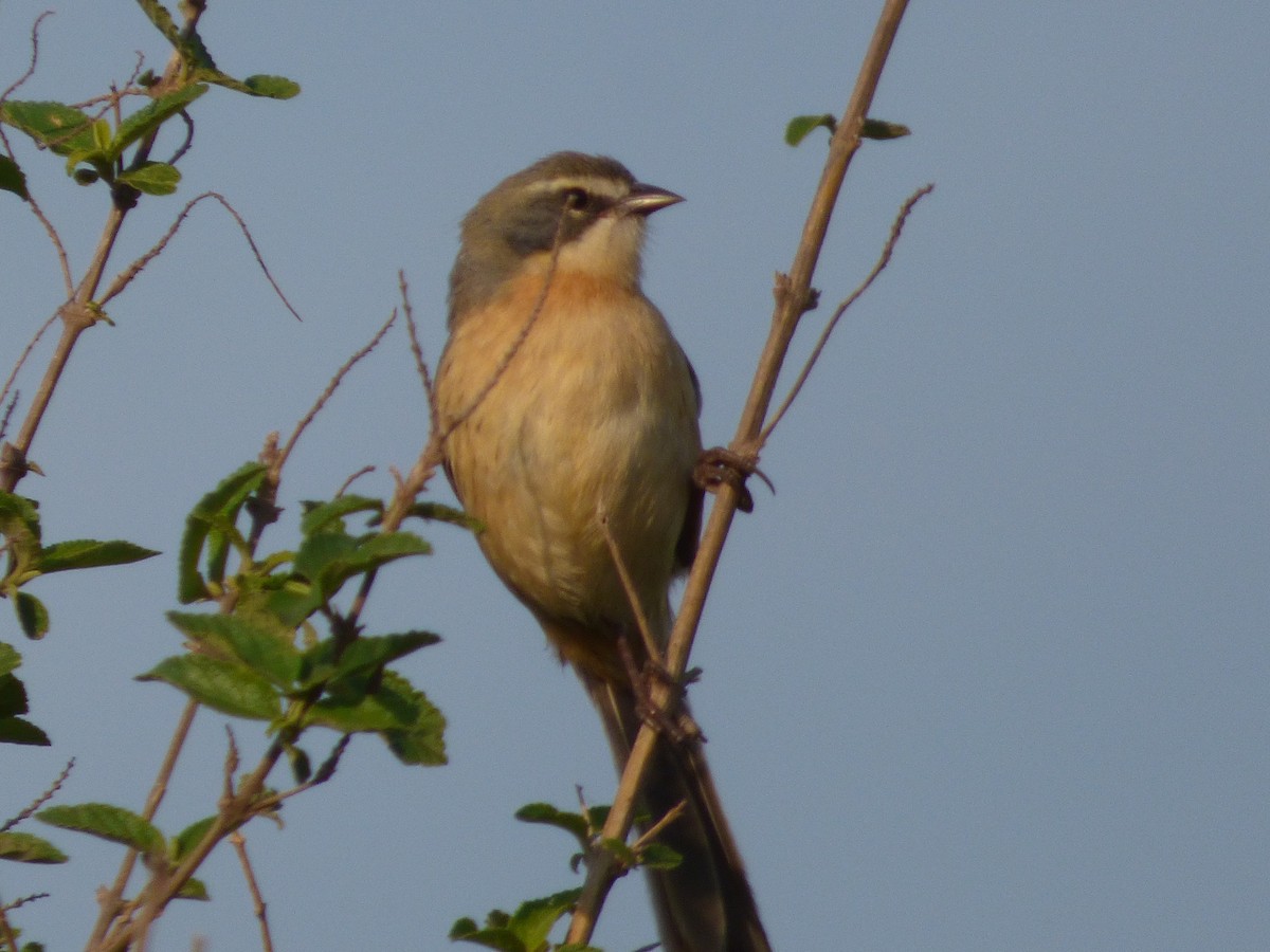 Long-tailed Reed Finch - ML67642951