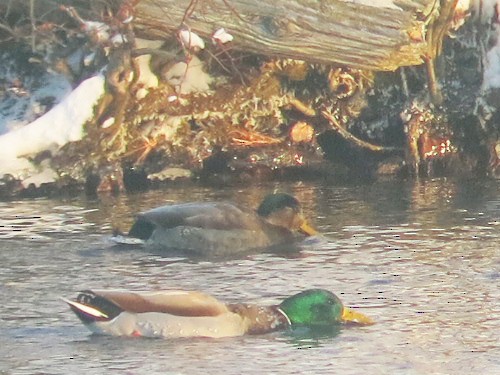 雑種 マガモ ｘ アメリカガモ - ML67643791