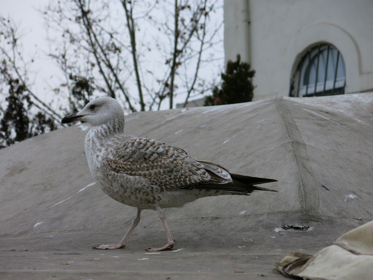 Yellow-legged Gull (michahellis) - Pedro Fernandes