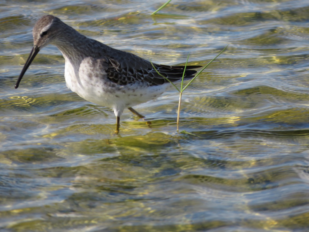 Stilt Sandpiper - ML67647761