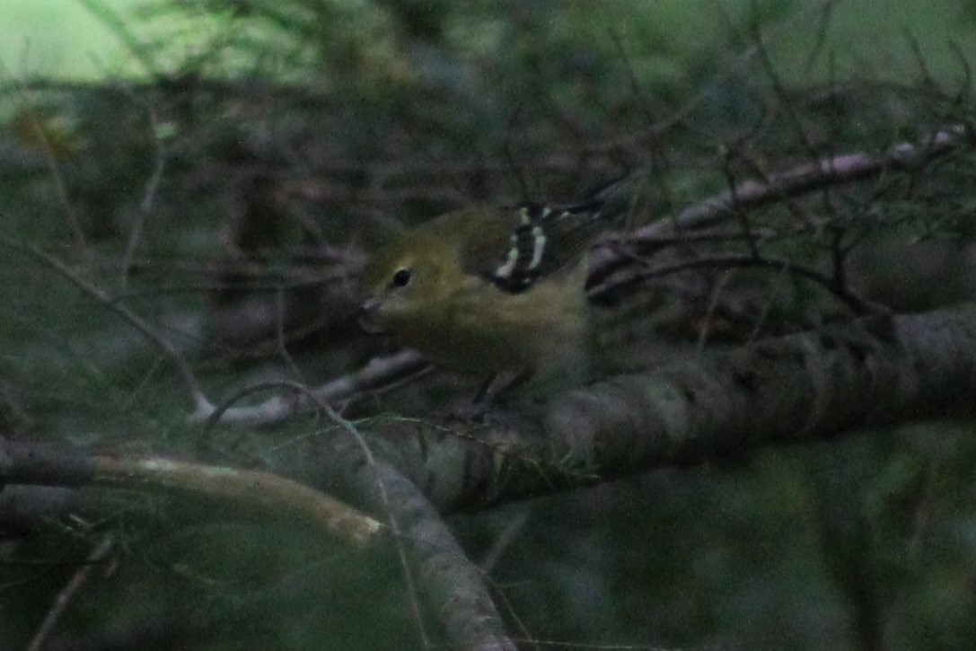 Bay-breasted Warbler - ML67648411