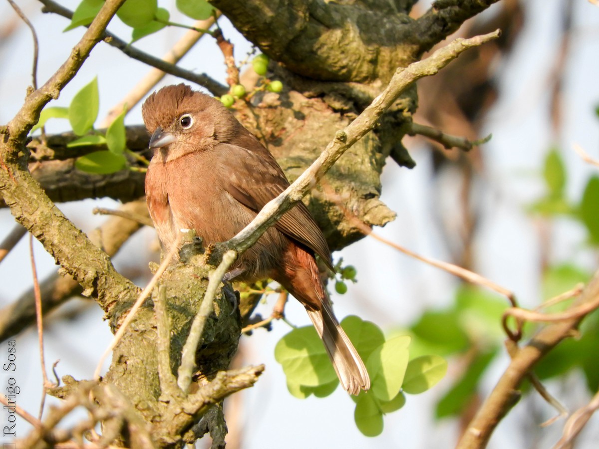 Red-crested Finch - Carlos Rodrigo Sosa