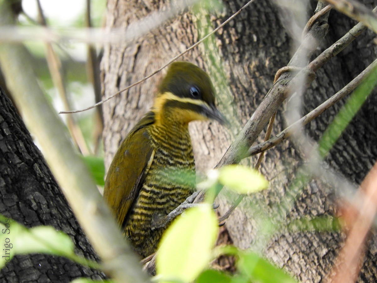 Golden-green Woodpecker - Carlos Rodrigo Sosa