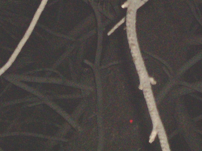 Flammulated Owl - ML67649701