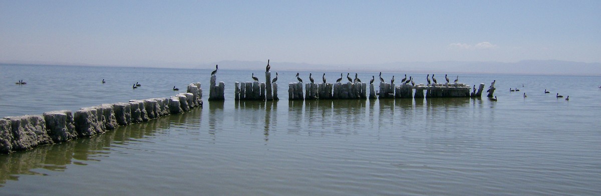 Brown Pelican - ML67649791