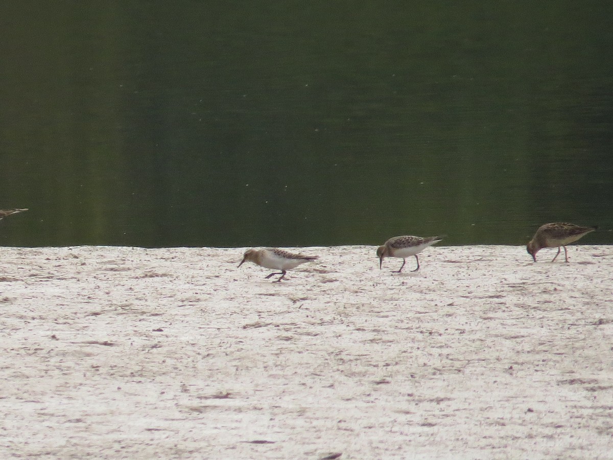 Baird's Sandpiper - ML67650131